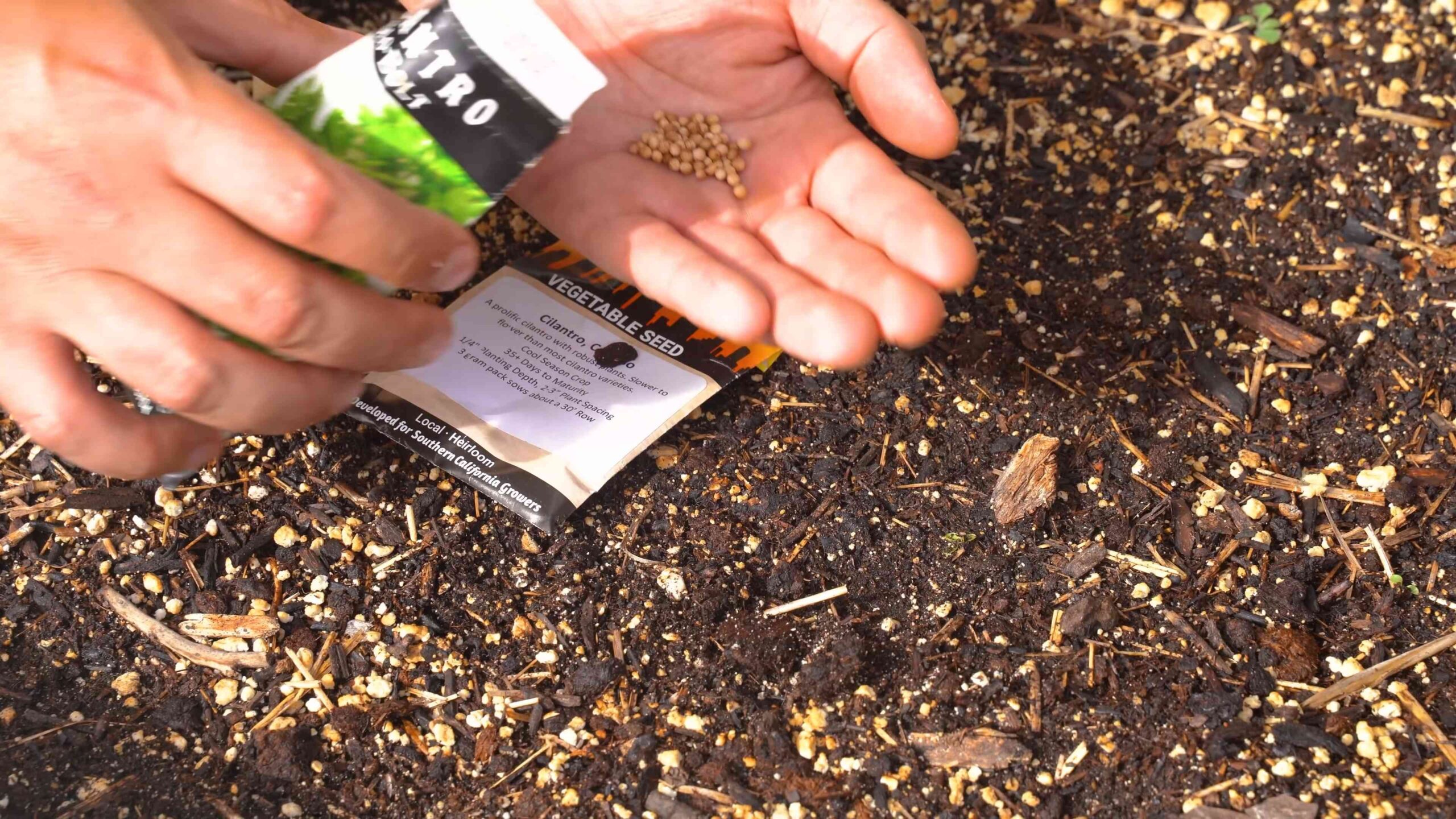 Grow Your Own Cilantro