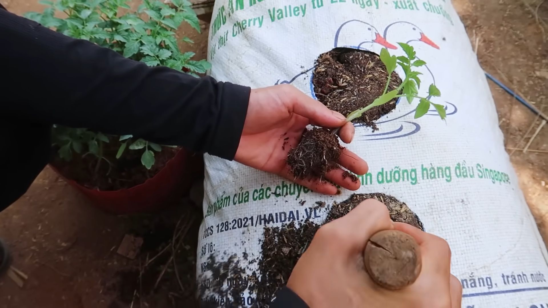 Growing Tomatoes Beginner Guide