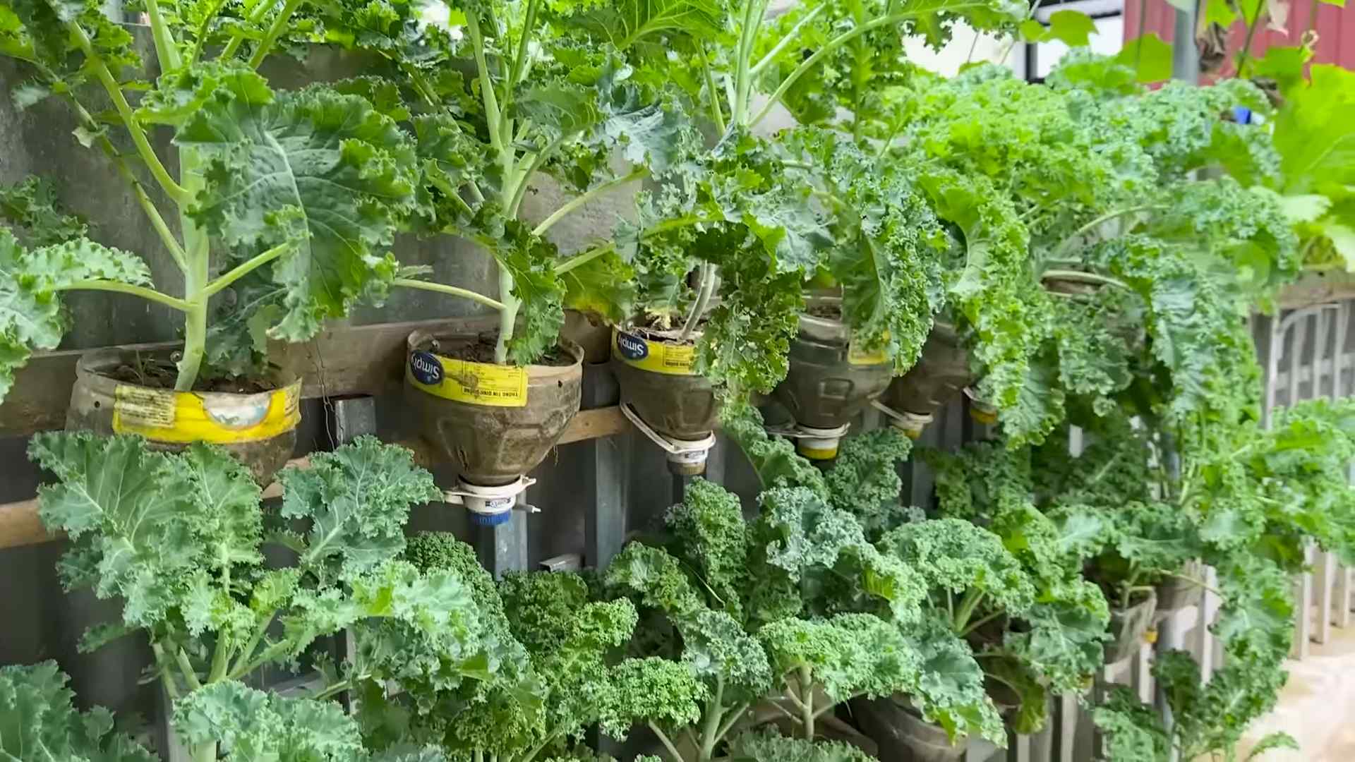 Grow Kale Indoors Outdoors