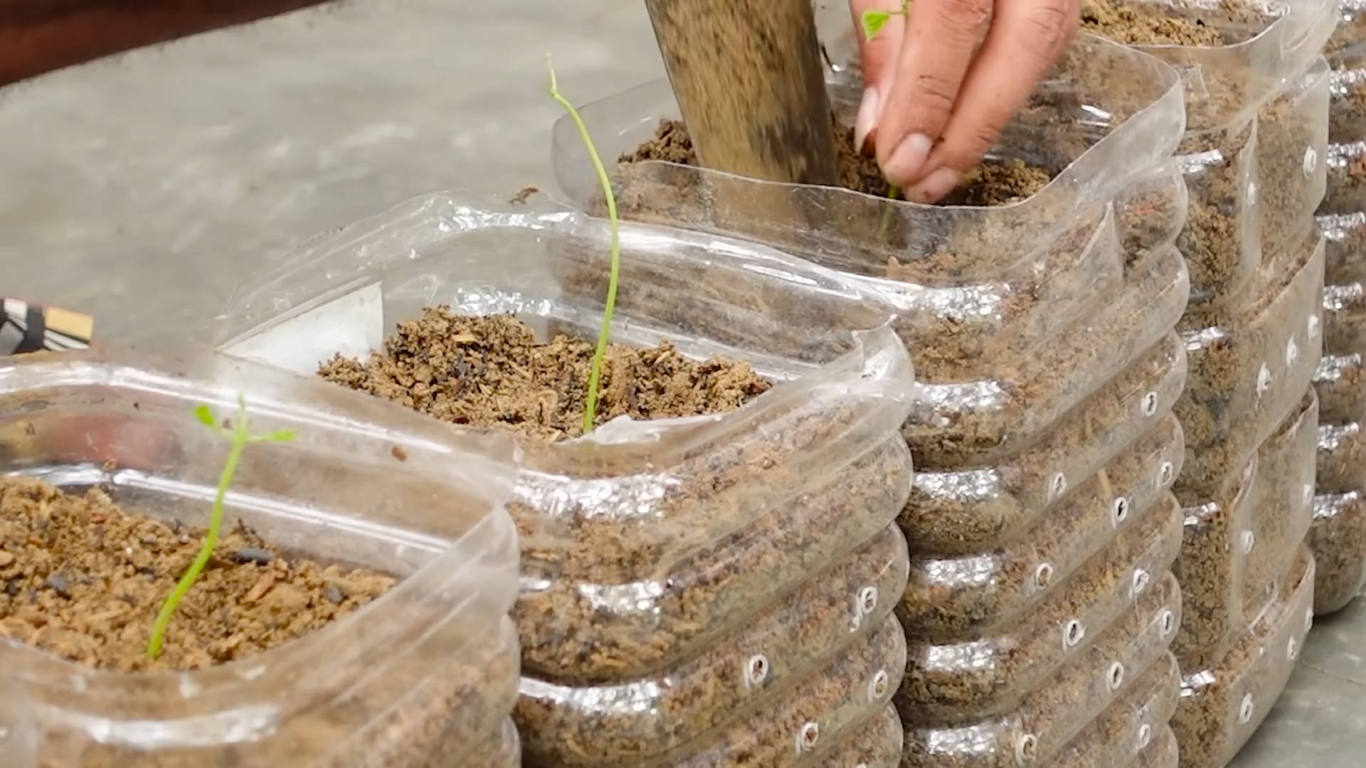 Growing Sweet Jicama at Home