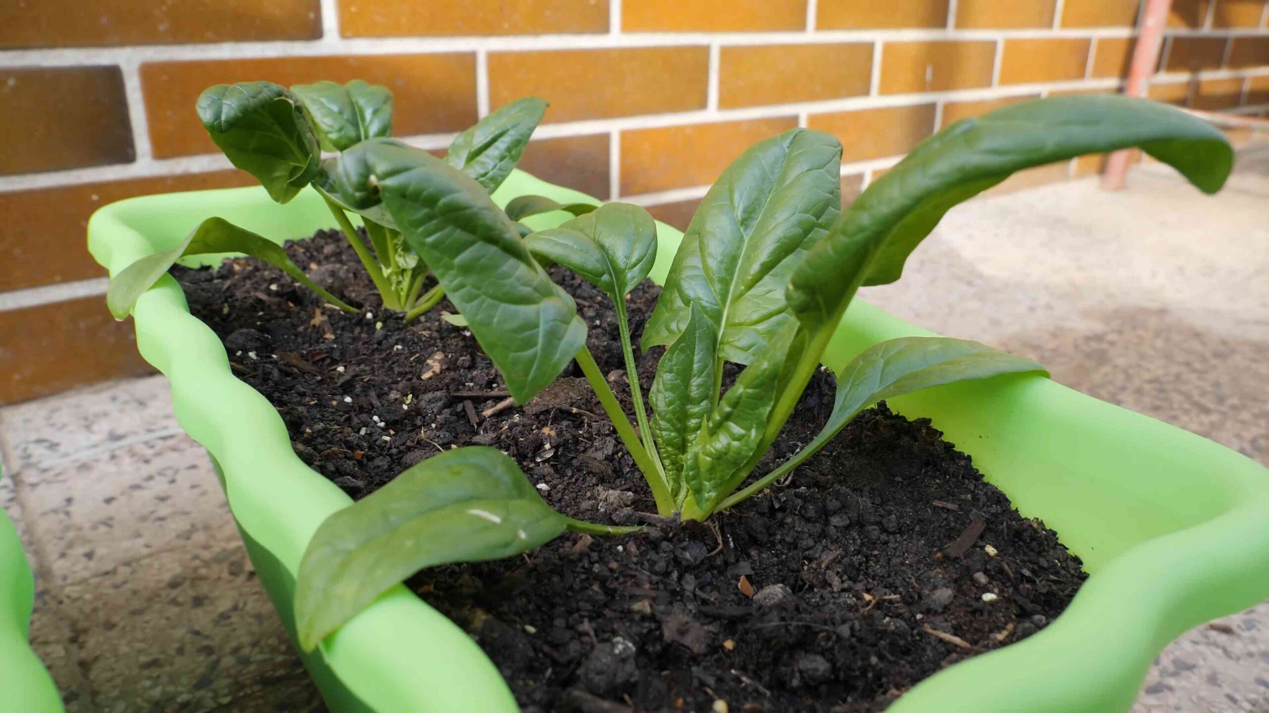 Indoor Spinach Growing
