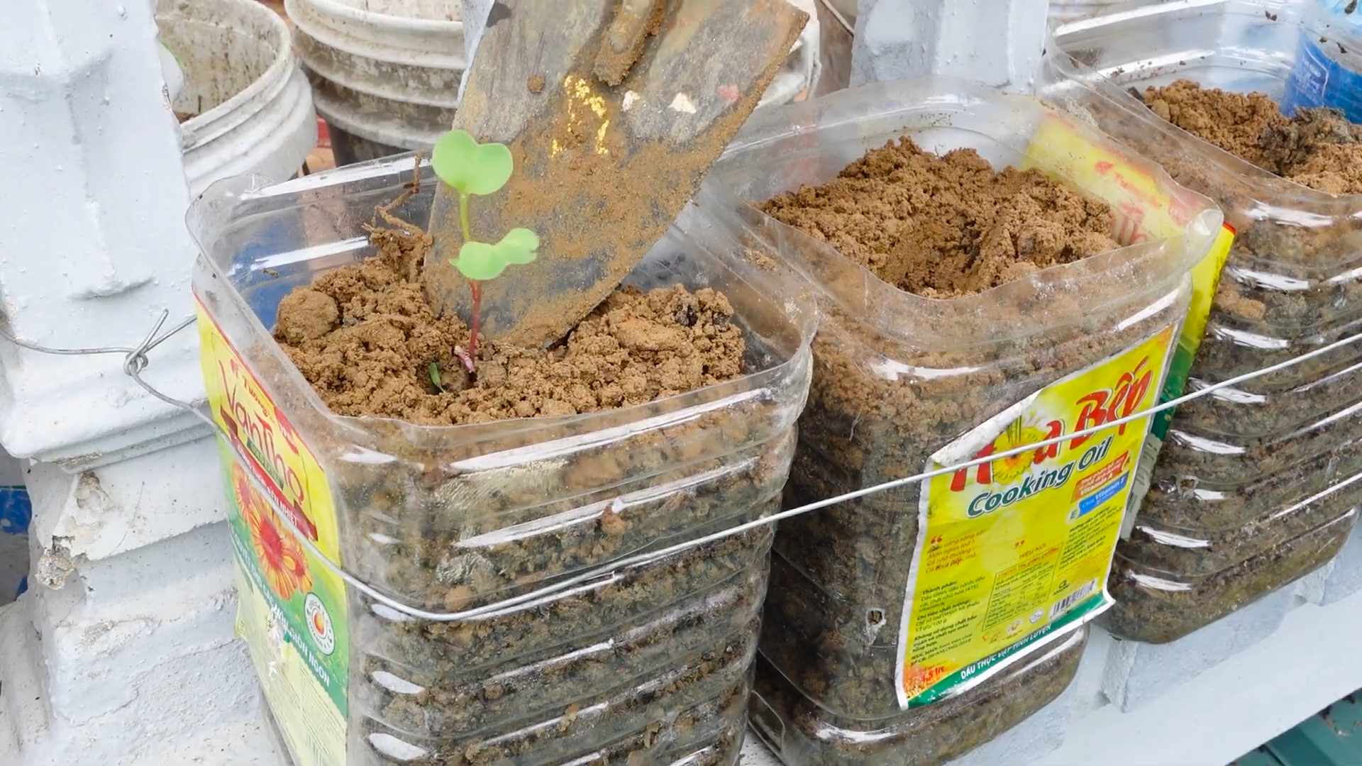 Planting radishes indoors
