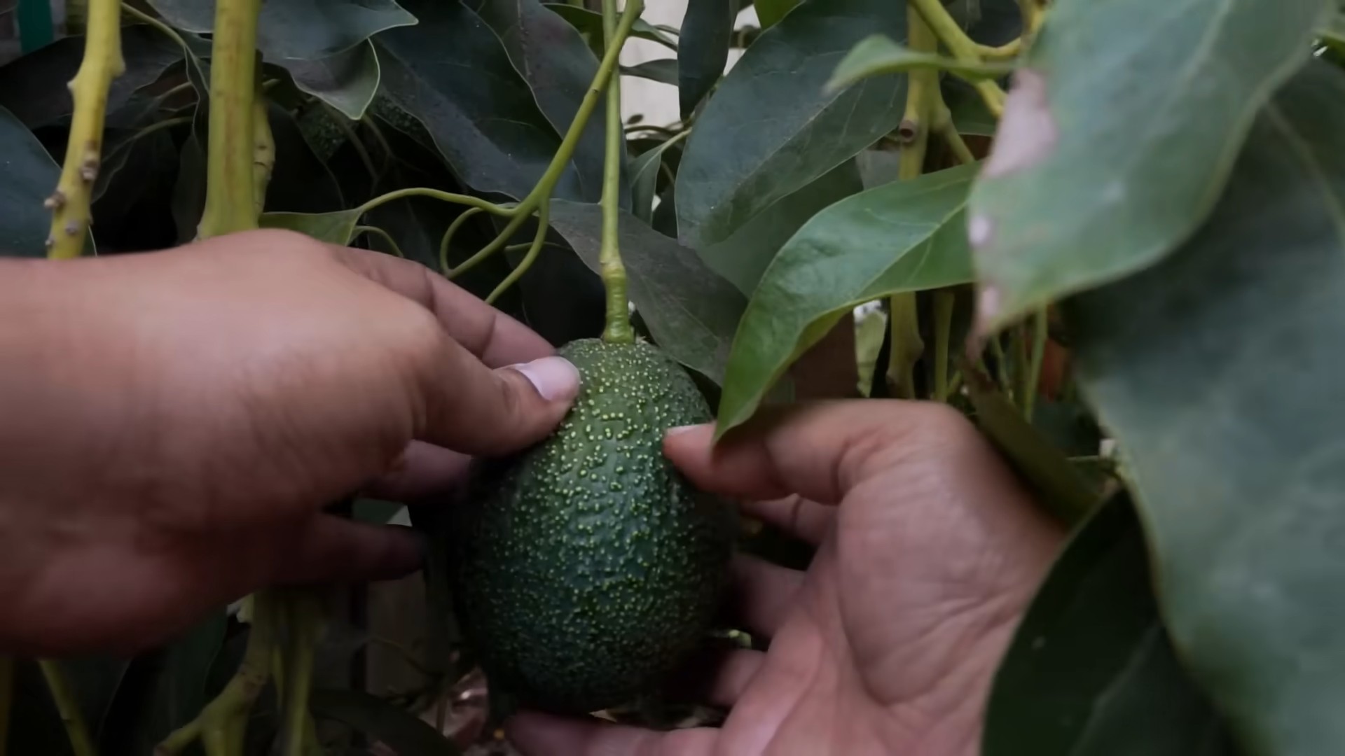 Avocado Tree Growing Beginners