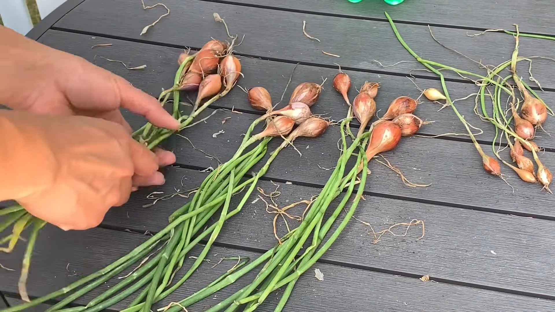 Growing Shallots at Home