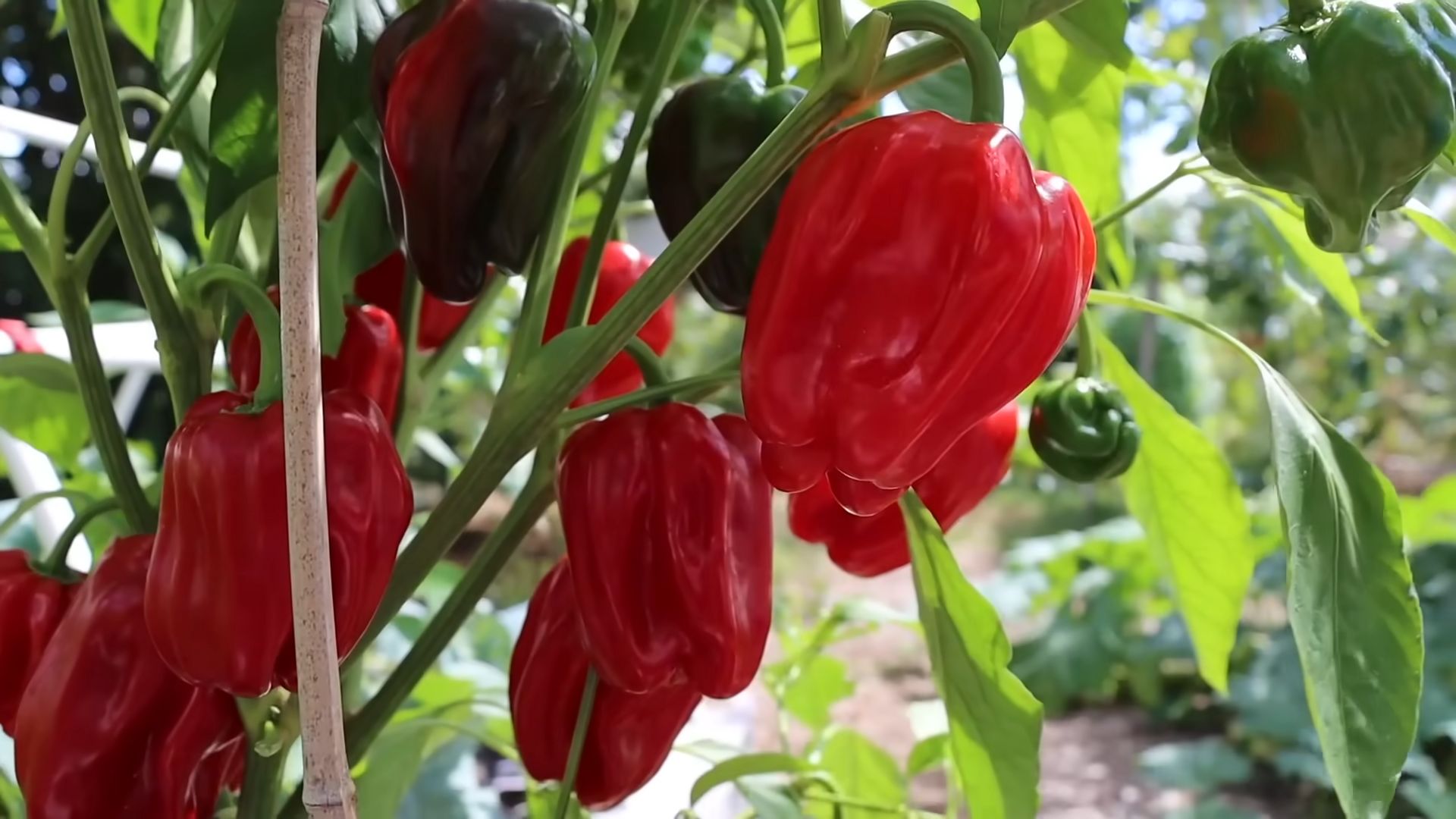 Growing Peppers at Home