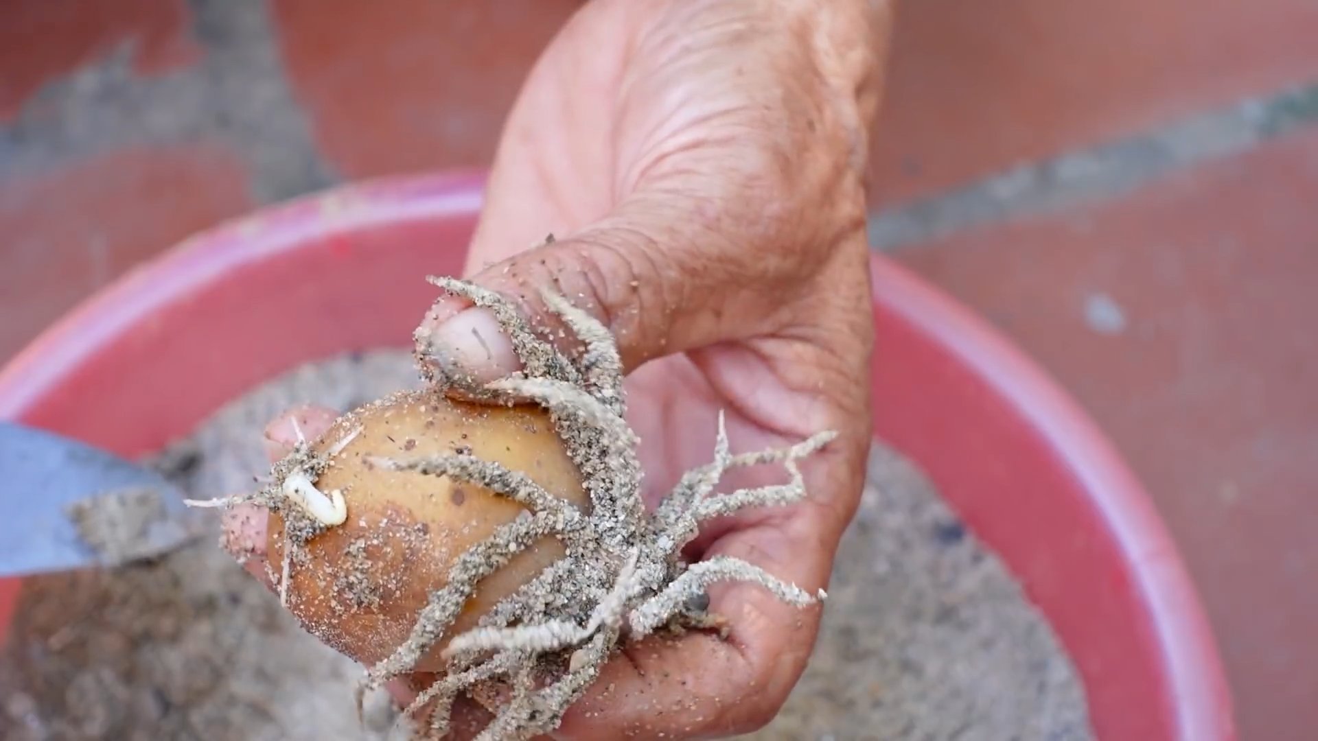 Growing Potatoes at Home