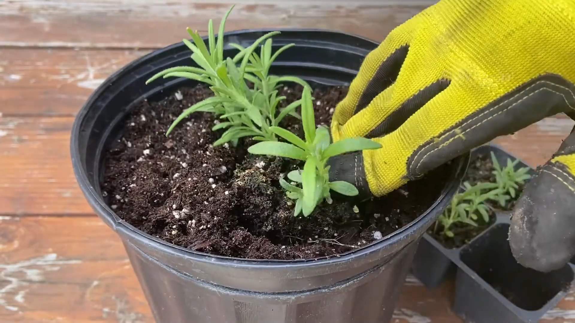 Grow Rosemary Indoors