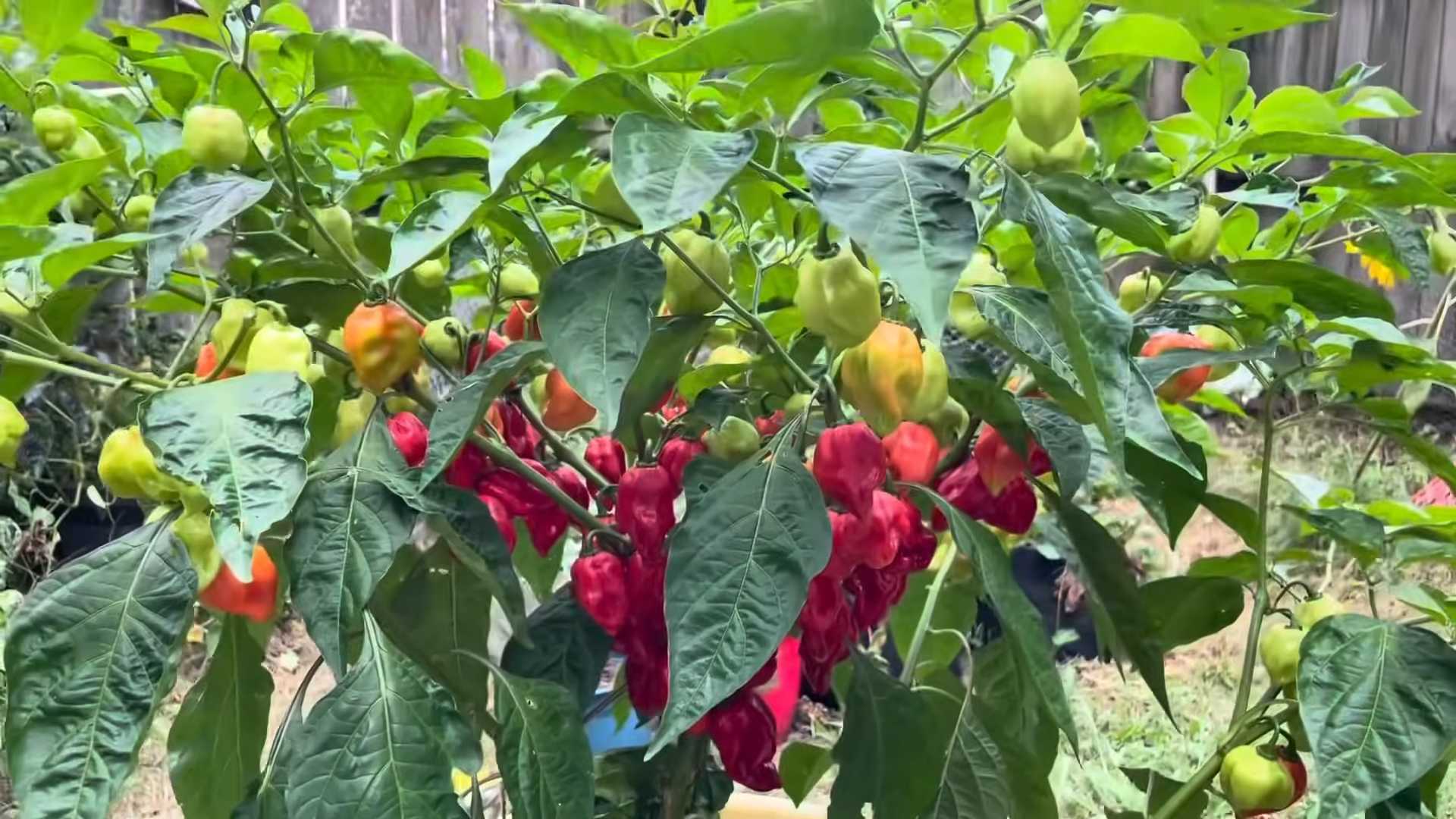 Grow Chili Peppers Easily