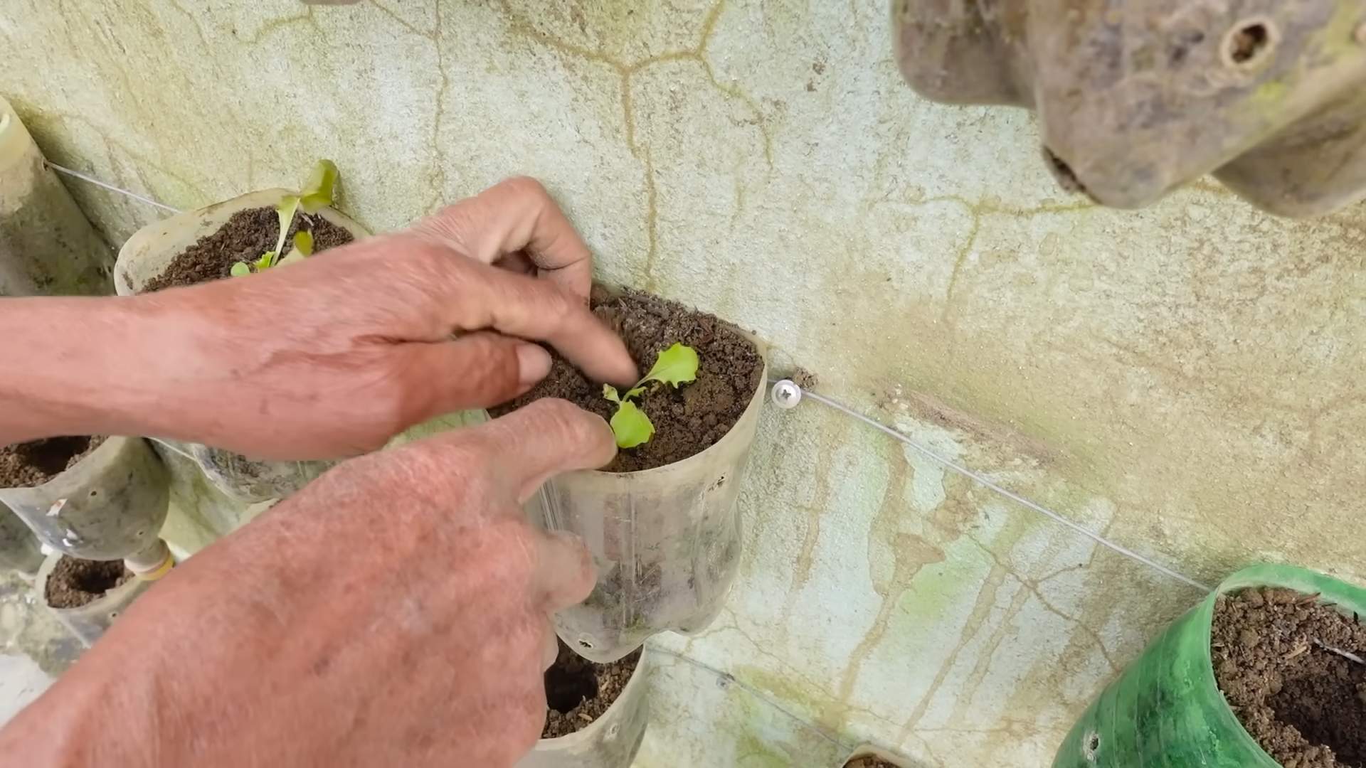 Growing Lettuce from Seed