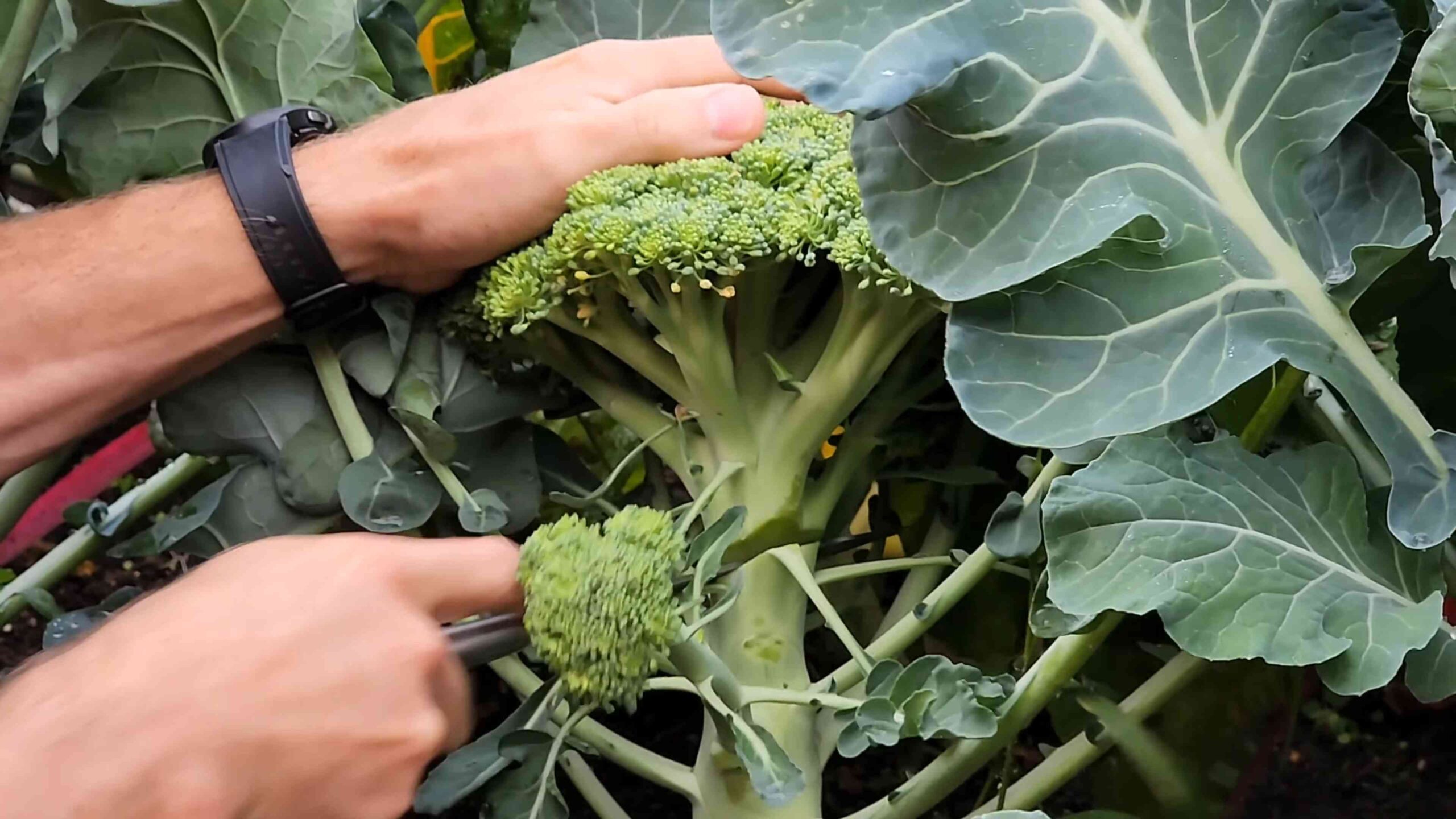 Grow broccoli at home