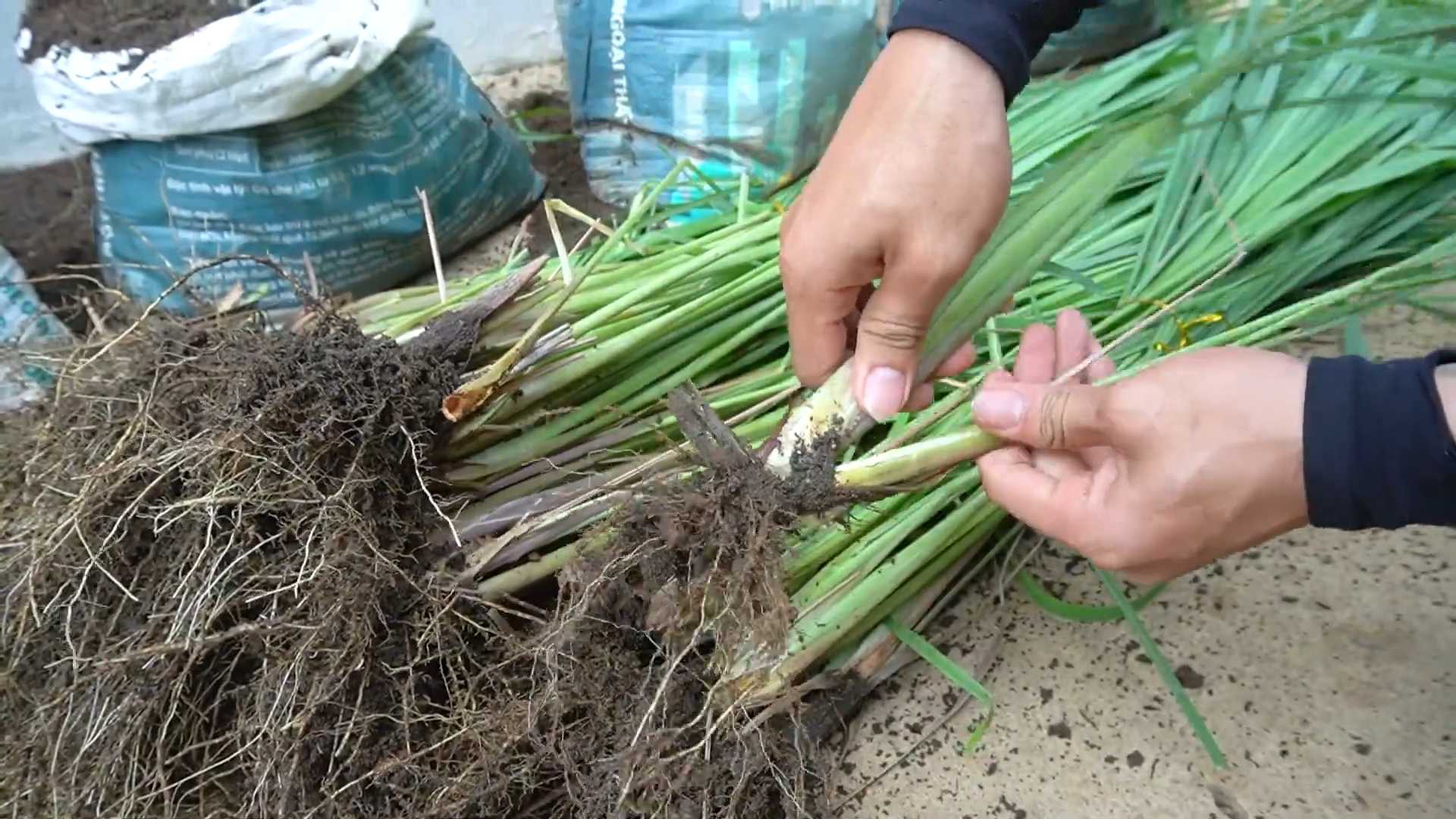 Grow Lemongrass Backyard