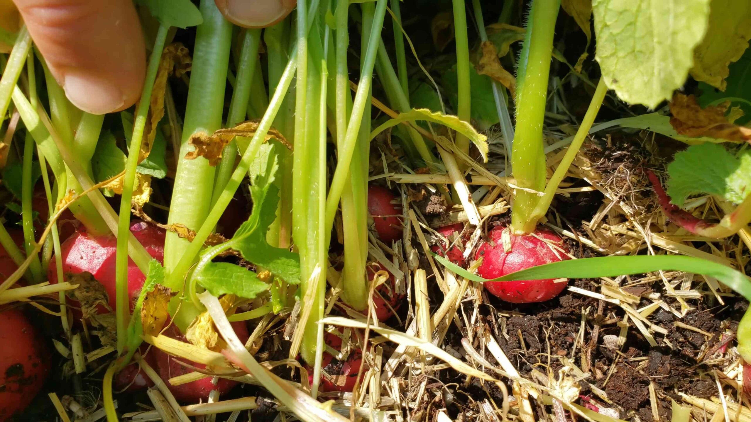 Faster Radish Harvest