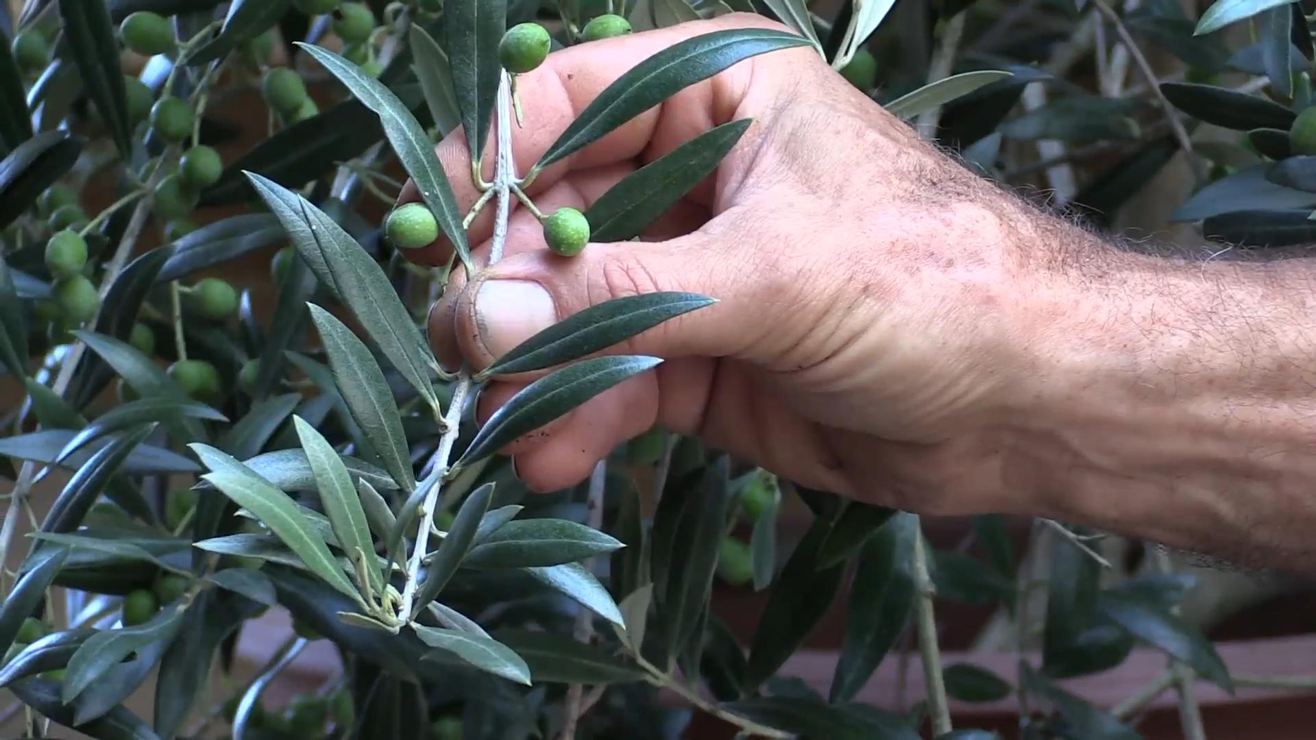 Grow Table Olives Beginners