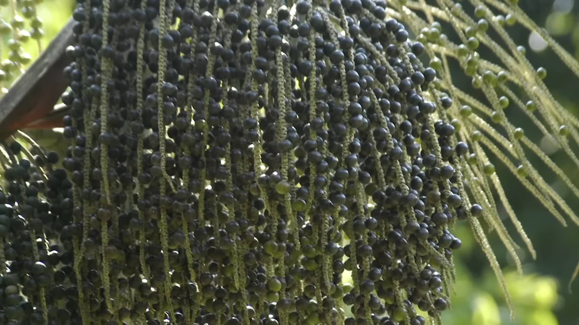 Grow Acai Berries