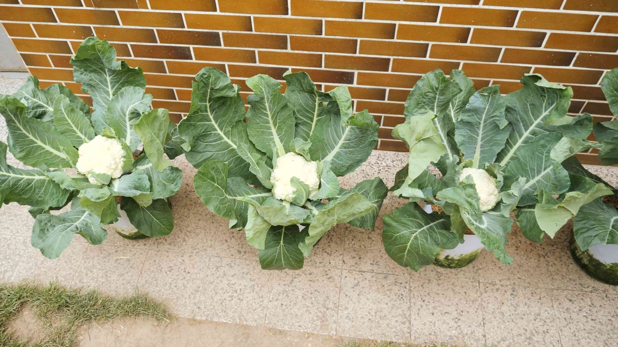 Growing Cauliflower at Home