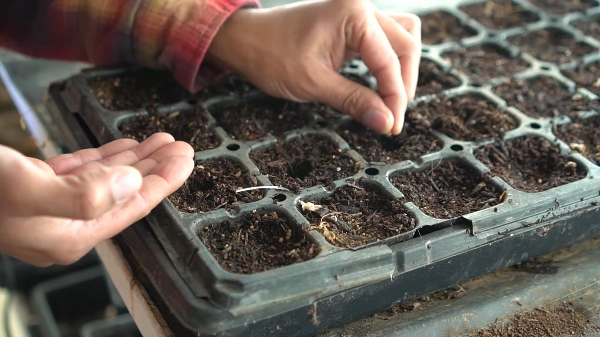 Grow Eggplant Successfully