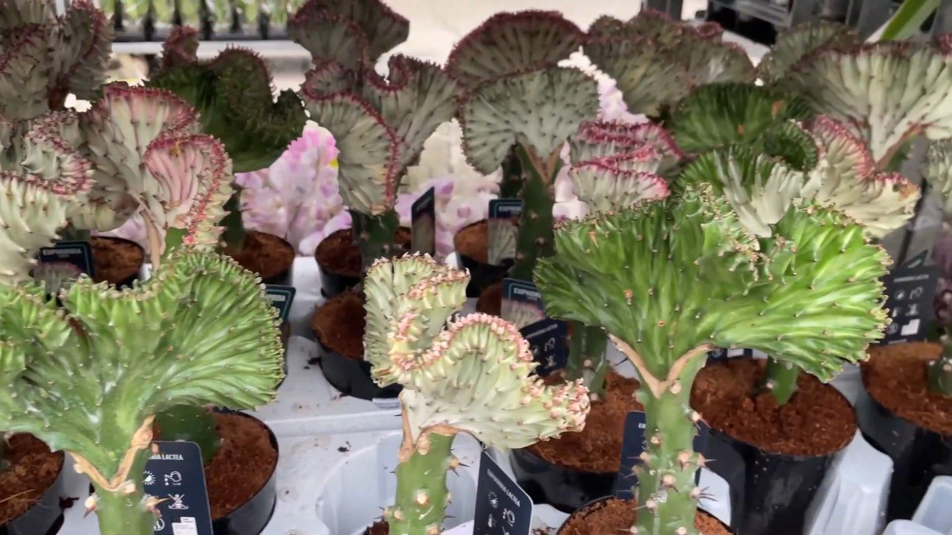 Coral Cactus Care Tips