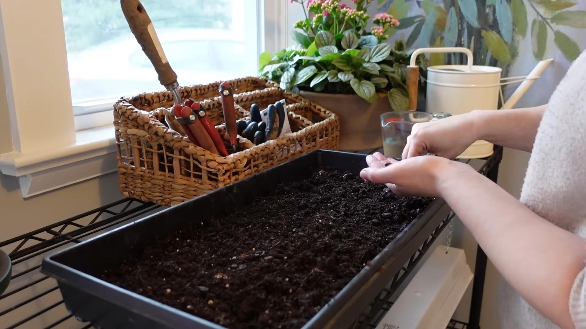Planting Anemones Growing Tips