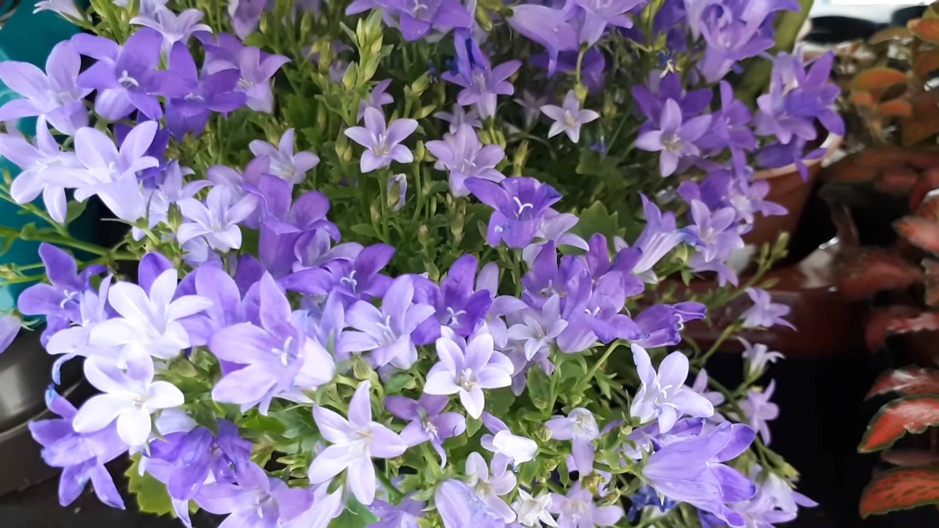 Growing Bellflowers for Beginners