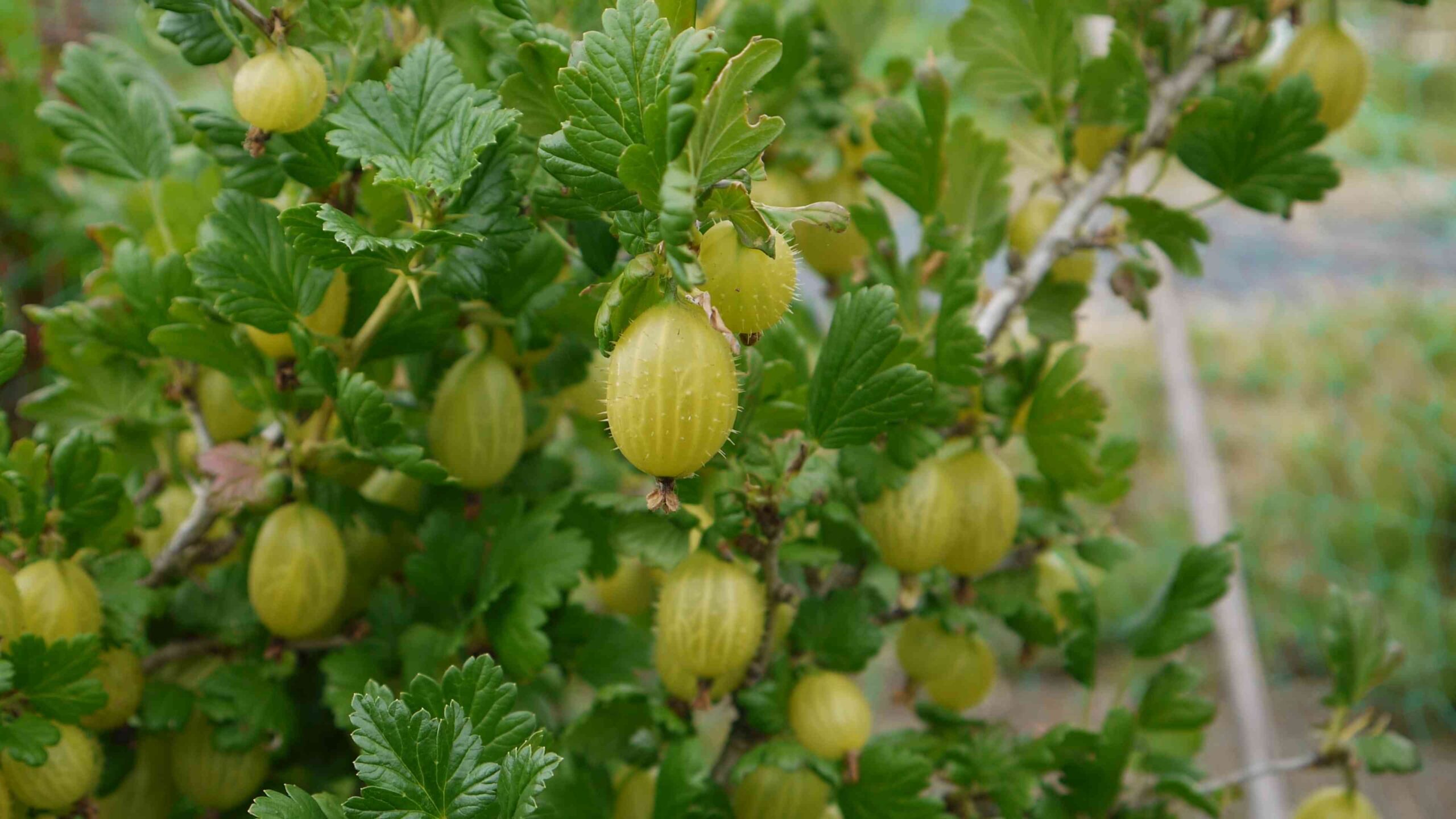 Grow Gooseberries at Home