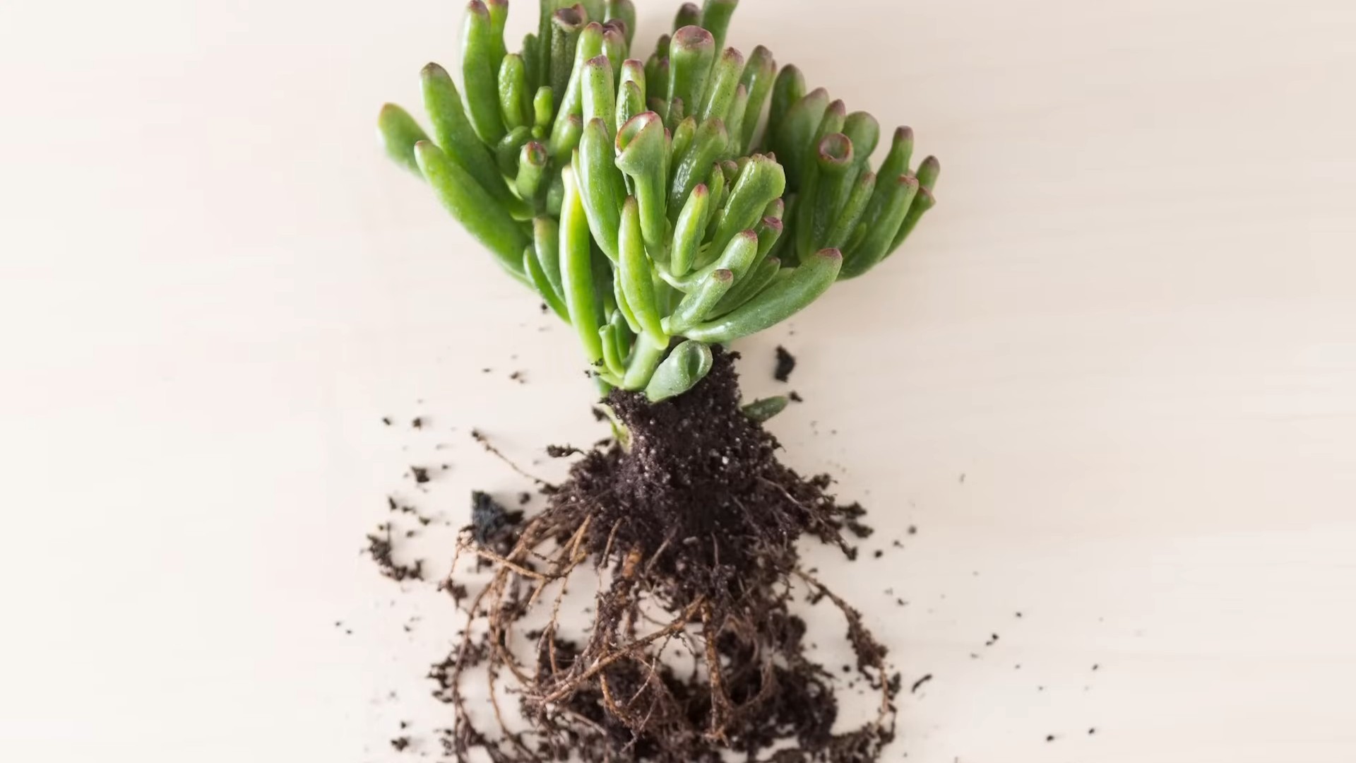 Indoor Succulent Care Tips