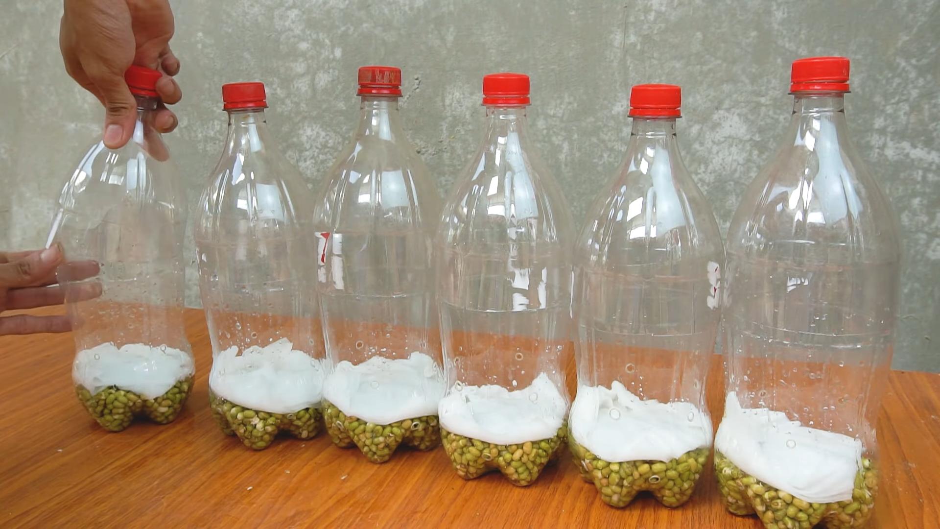 DIY Bean Sprouts Plastic Bottle