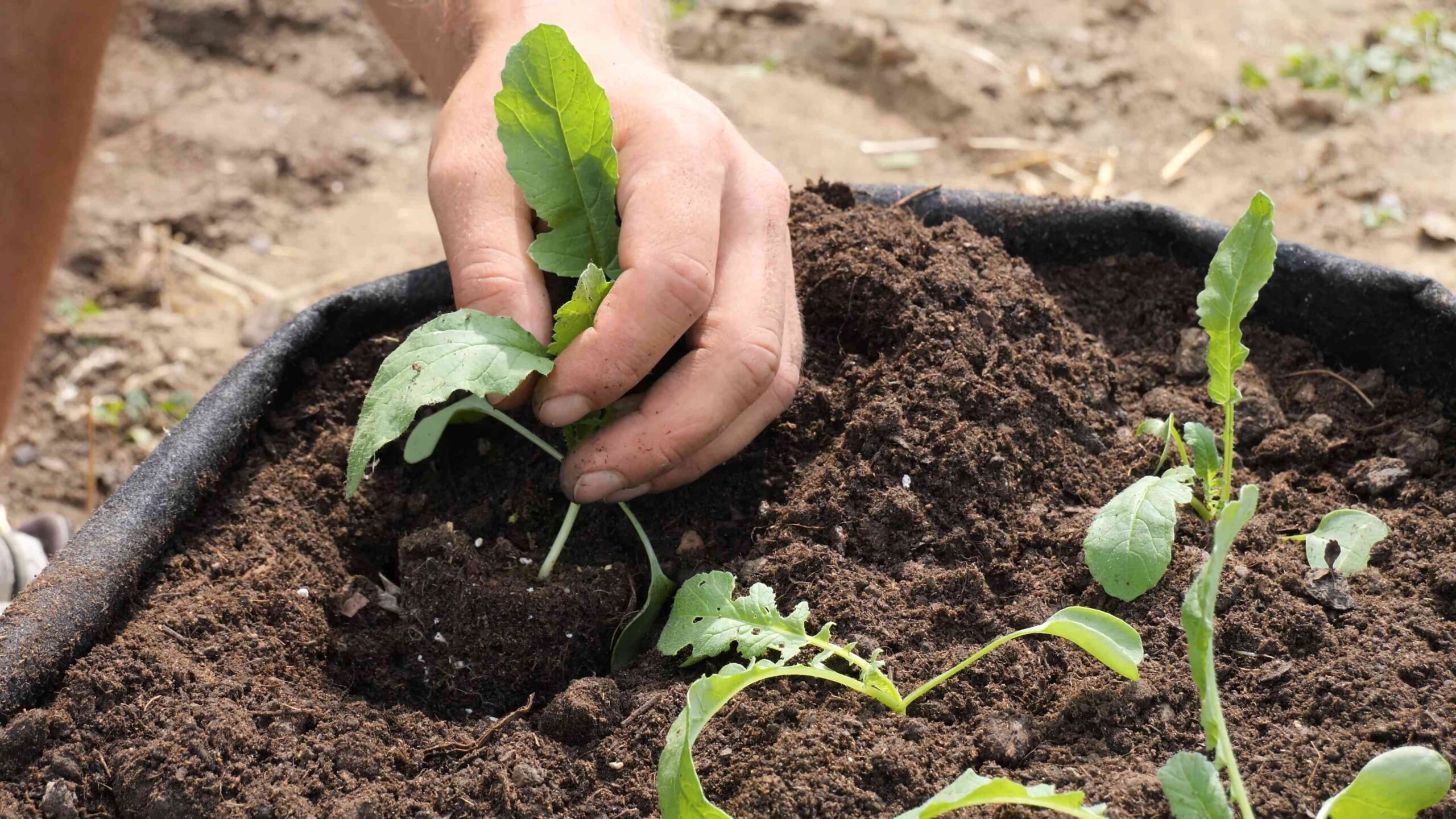 Grow Daikon Radish