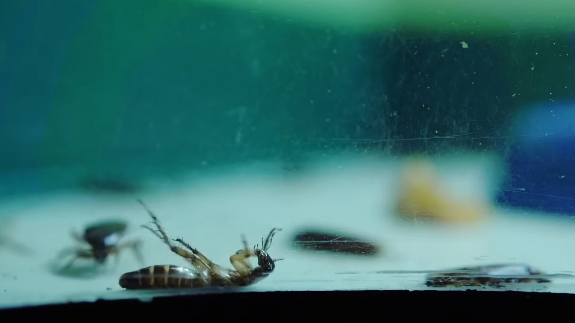 Natural pest control DIY