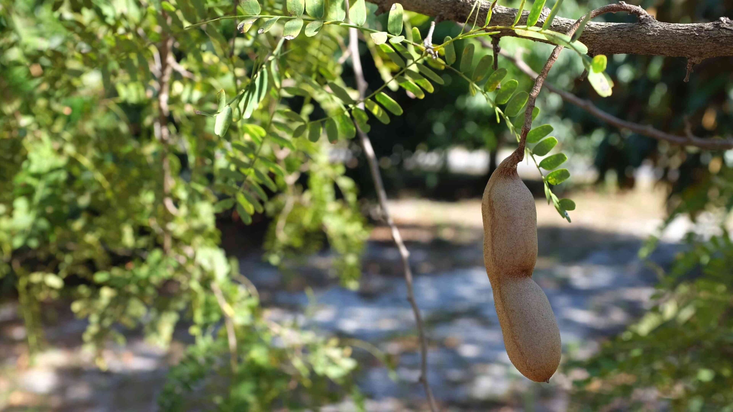 Tamarind tree care