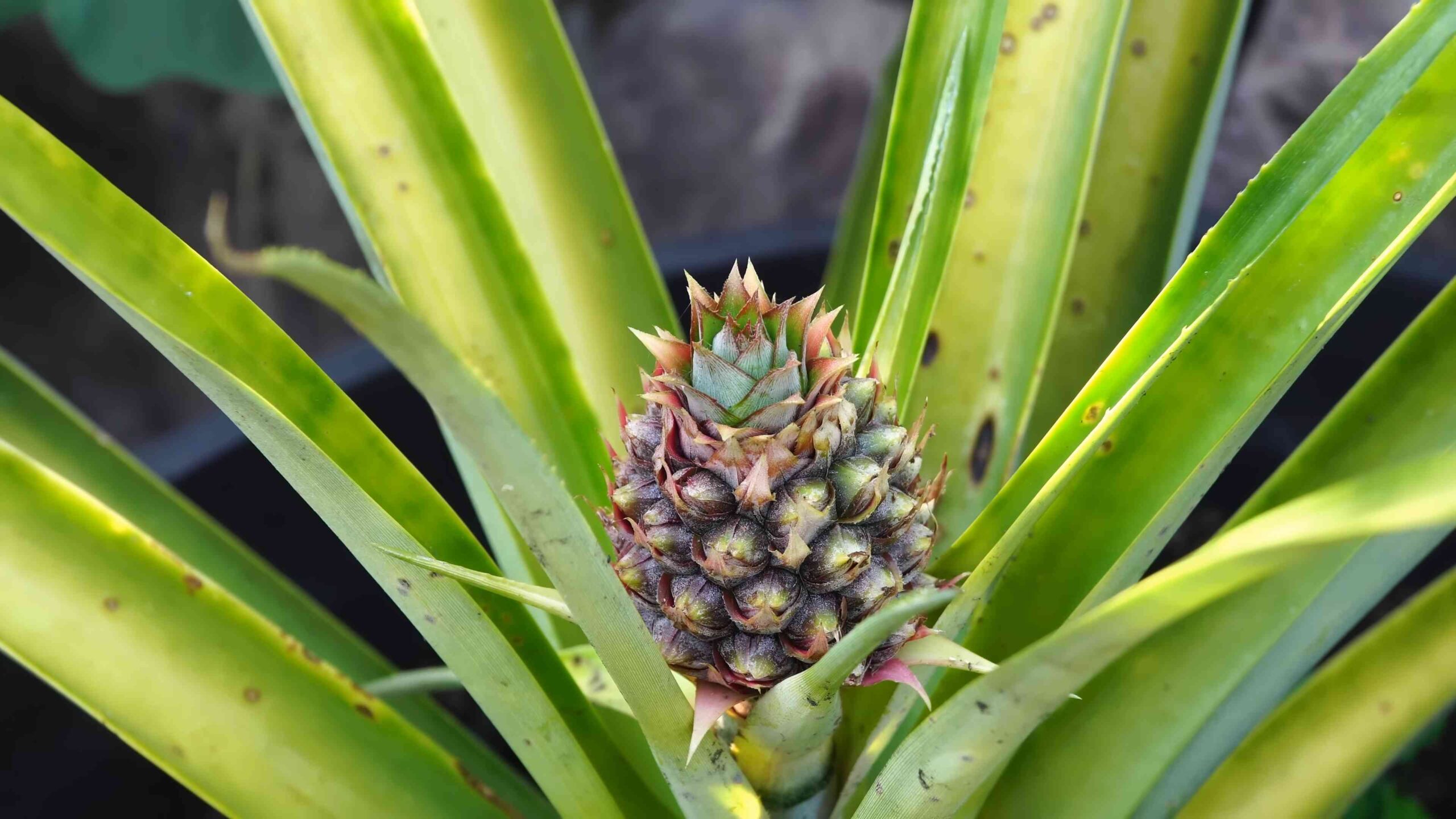 Pineapple container gardening tips
