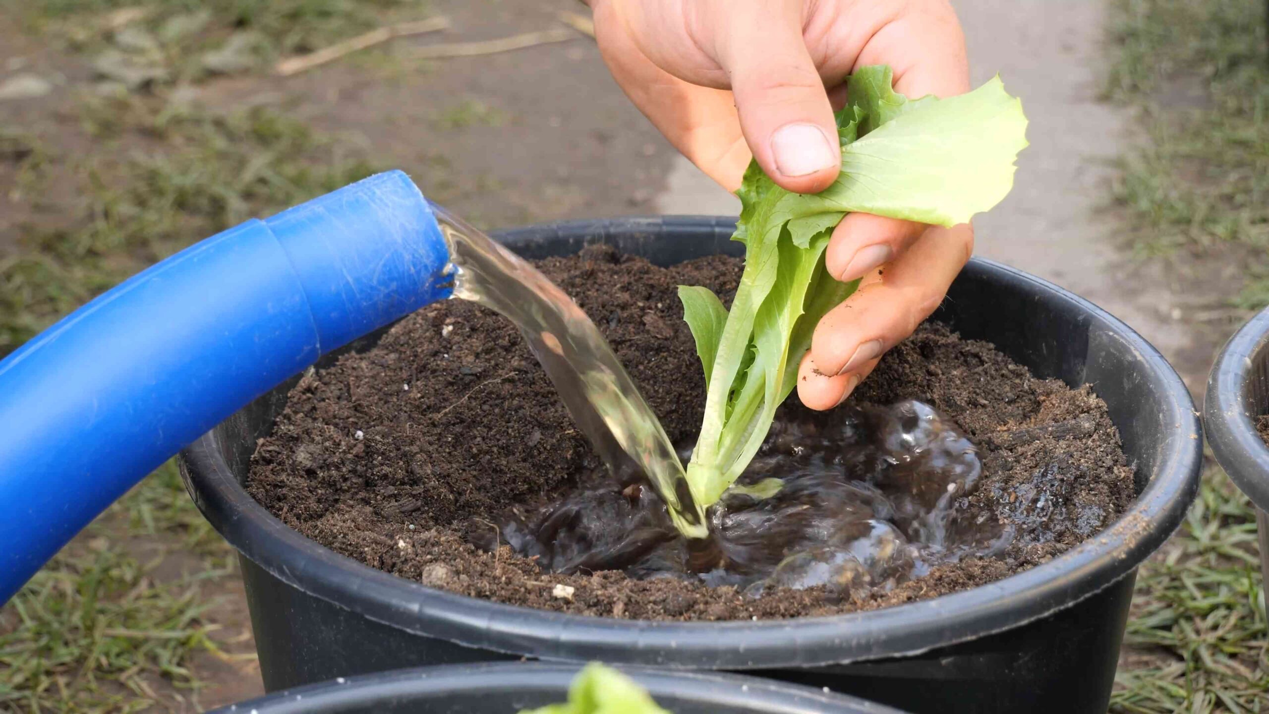 Container Lettuce Growing