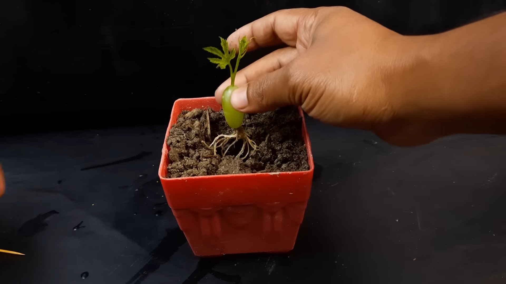 Grapevine Cuttings Water Propagation