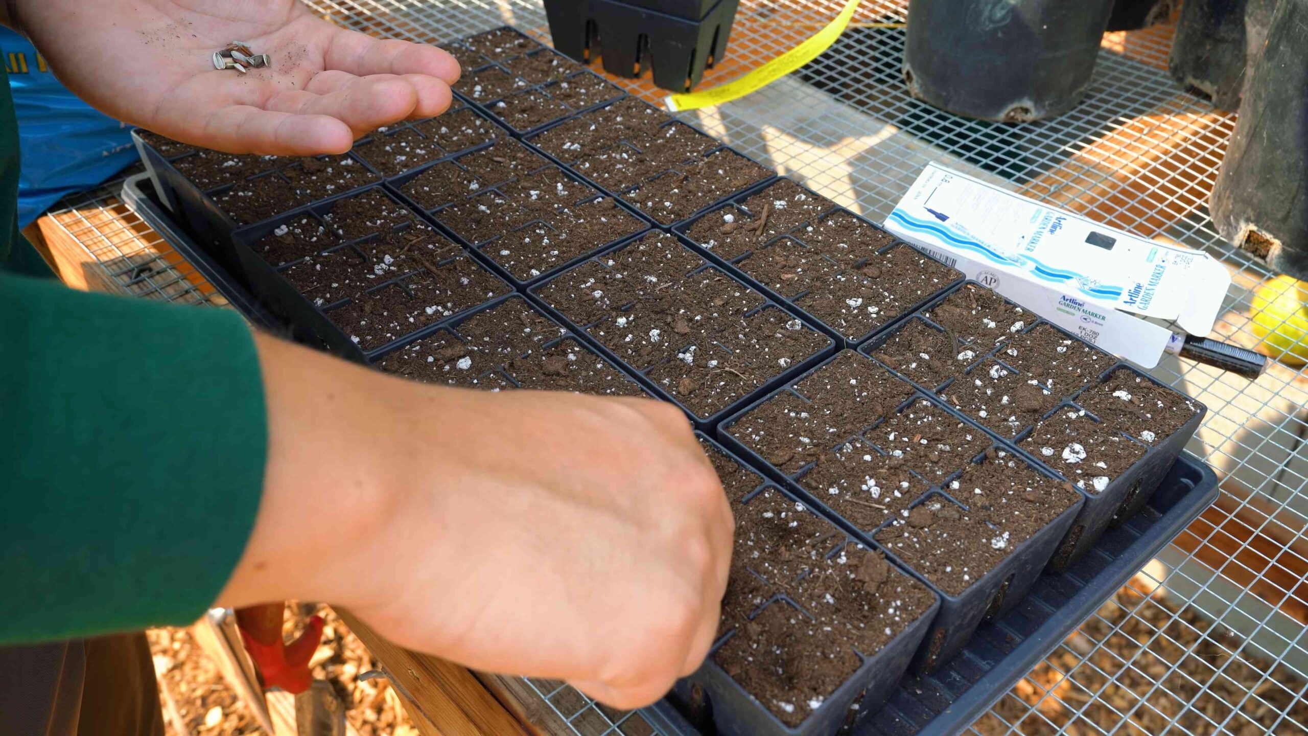 Growing Sunflowers at Home
