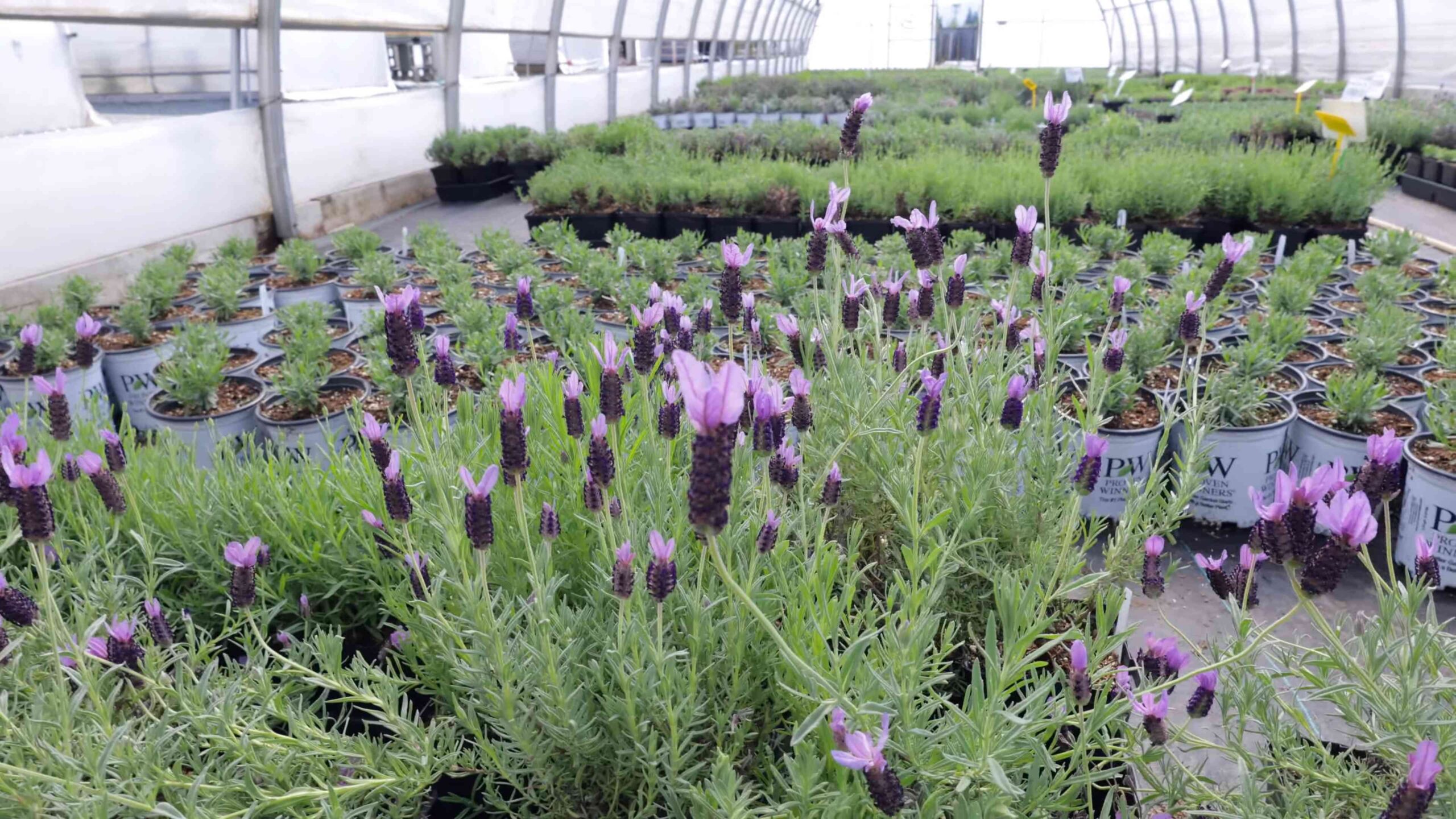 Growing Lavender Shrubs