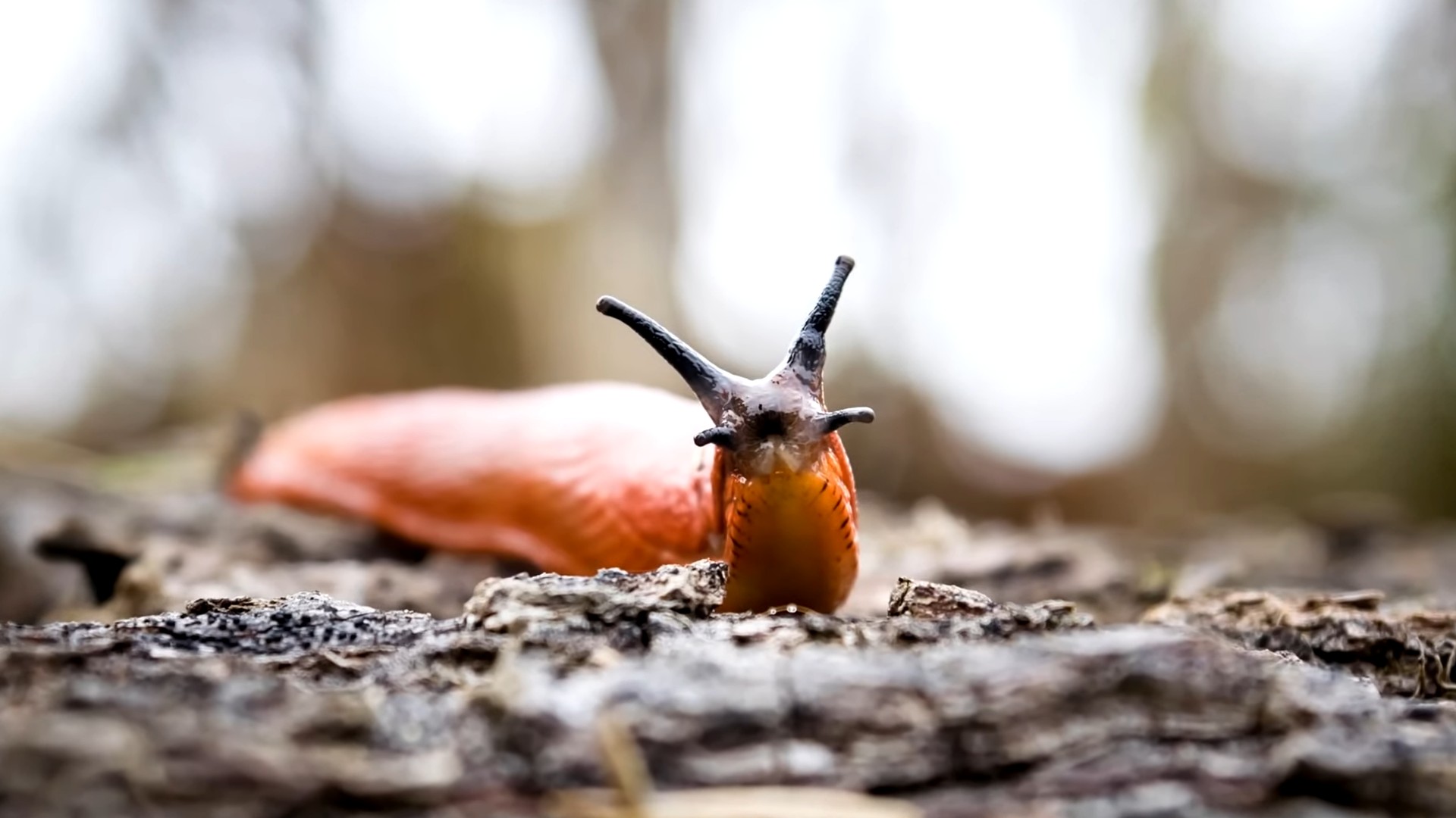 Slug repellent coffee grounds