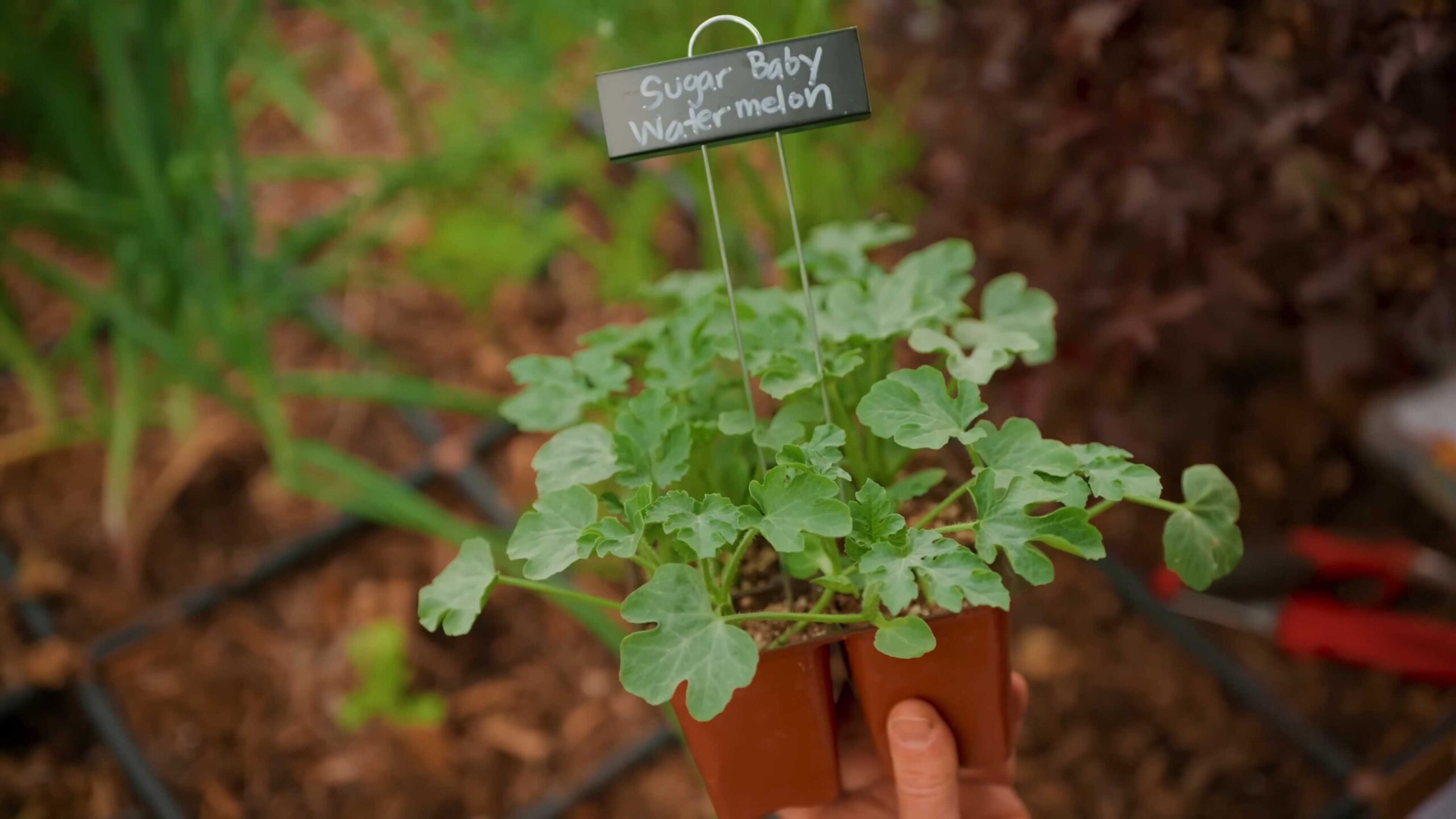 Easy summer crops to grow