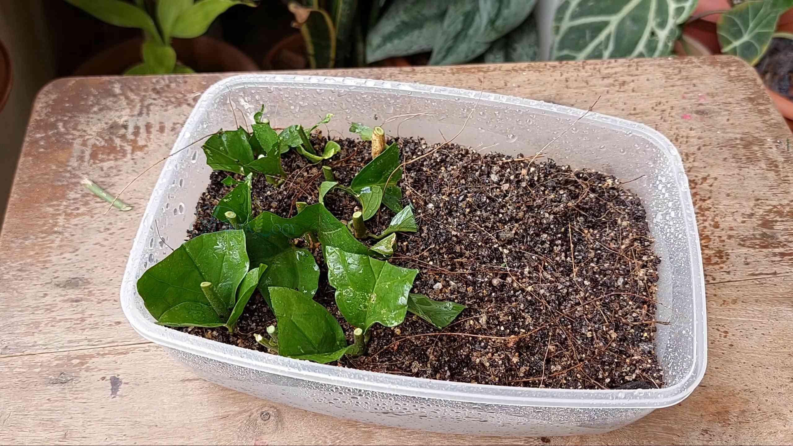 Propagate Arabian Jasmine