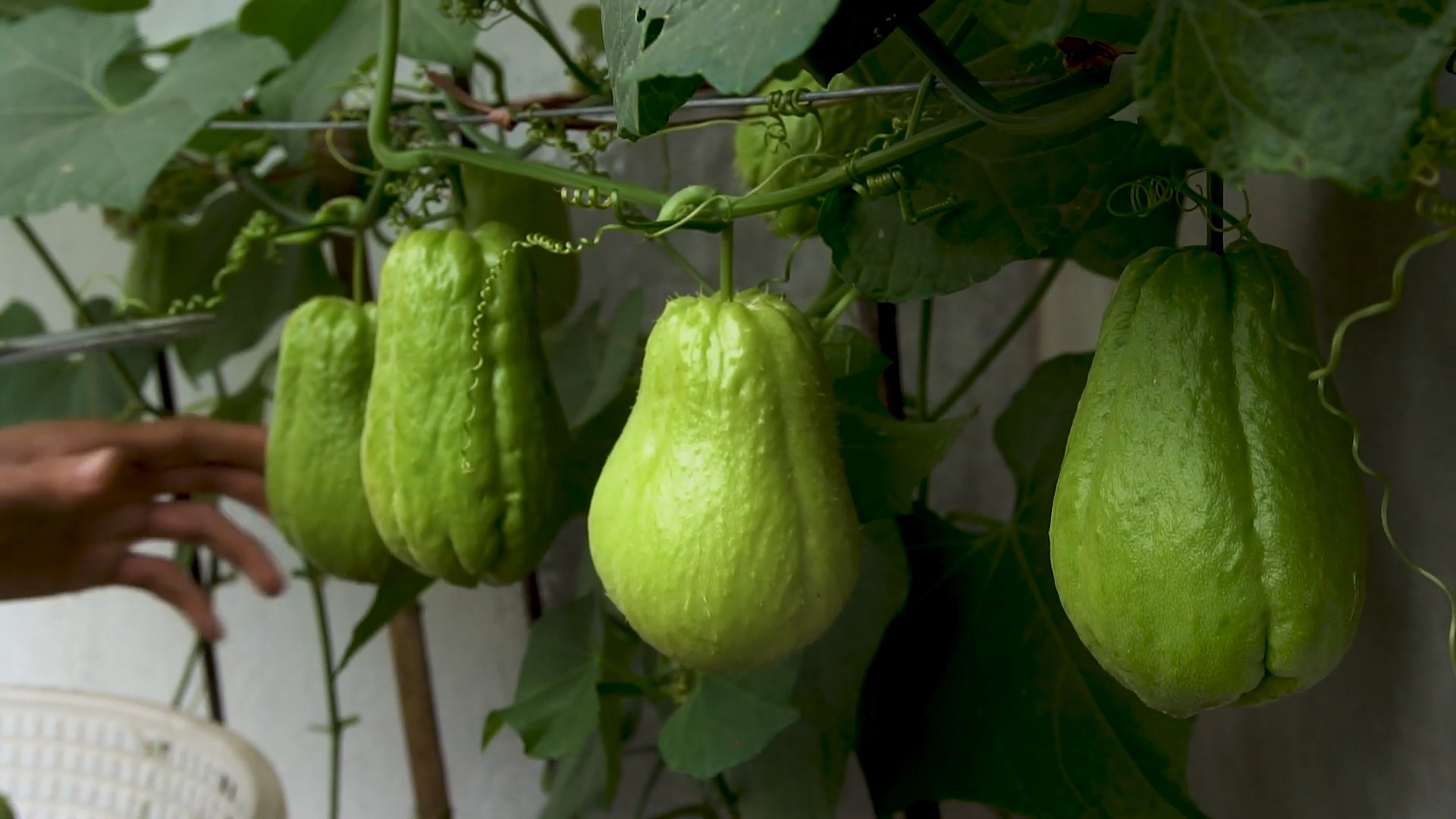 Growing Chayote at Home