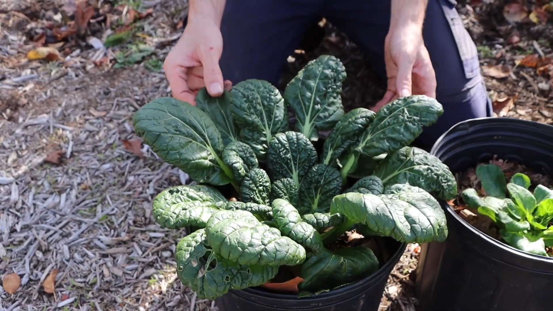 Winter crops home garden