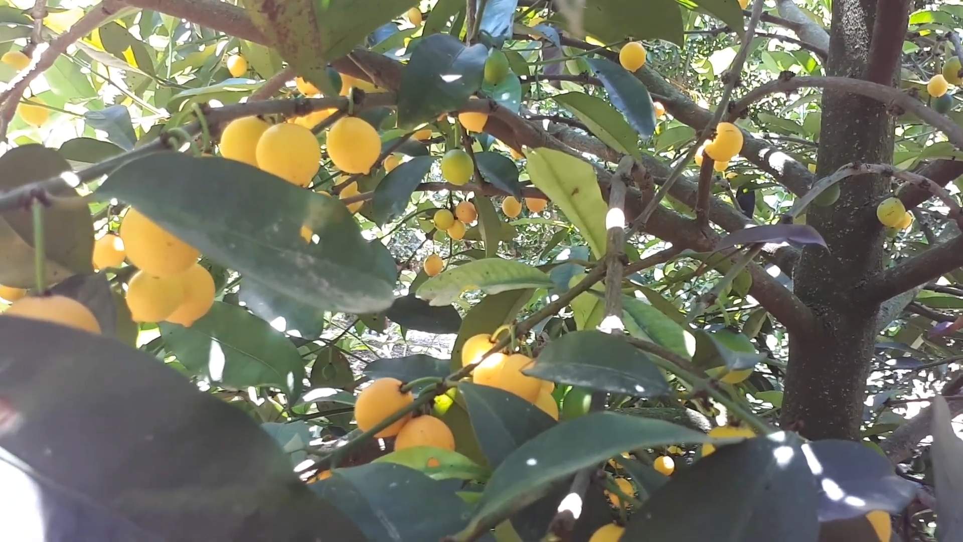 Garcinia Intermedia Growing and Benefits