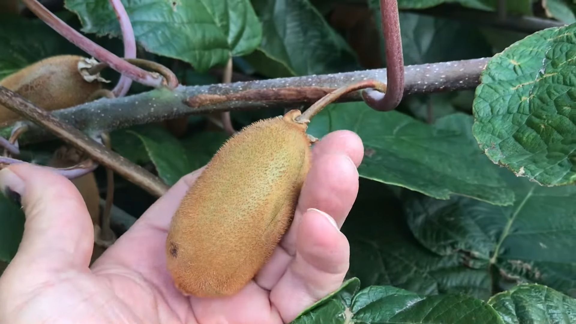 Grow Kiwi Vines