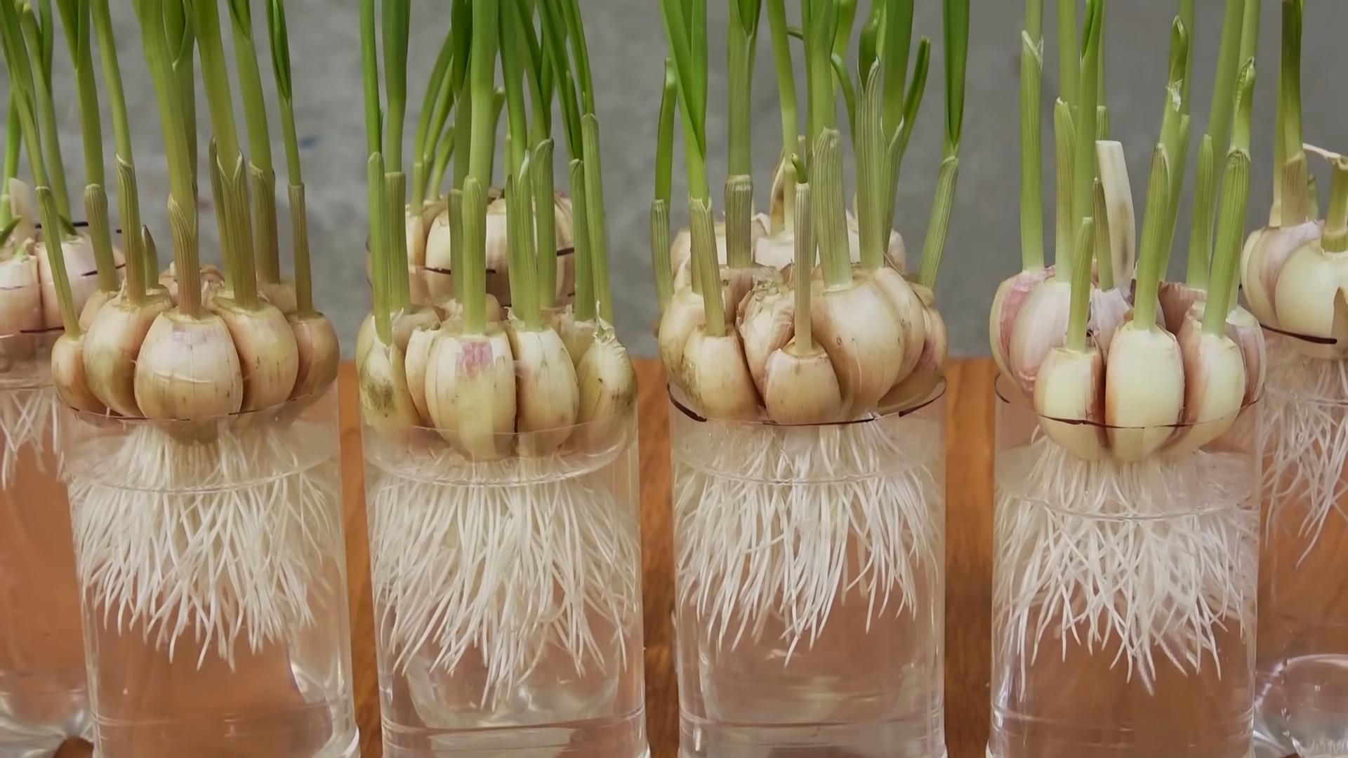DIY Garlic Bottle Growing